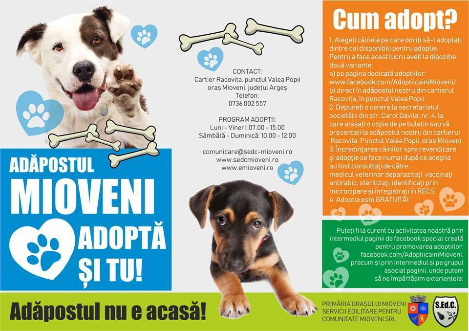 Cum adopt un câine de la Adăpostul Mioveni?