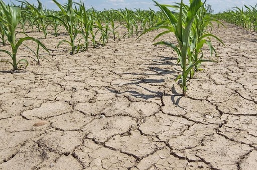 Fermierii din Mioveni afectați de seceta pot depune cererile pentru ajutorul financiar